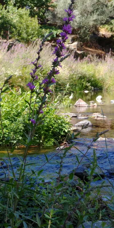 Onrust, verdriet en verlangen
